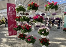 Pelargonium Santana Series of Dümmen Orange